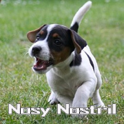 KfT Parson Russell Terrier Nosy Nostril