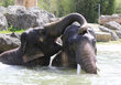 Zwei Elefantenköpfe, die aus dem Wasser ragen