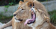 (c) Zoo Salzburg