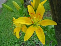 Canon-Blume gelb